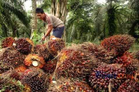 Petani memetik tandan buah segar kelapa sawit - jibi